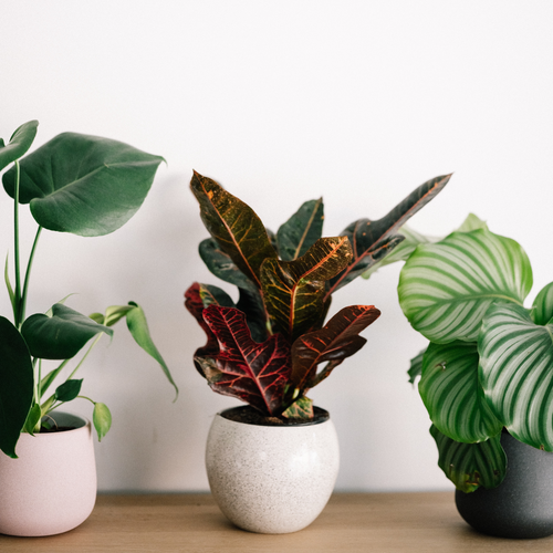 Custom Amount Donation — plants trio