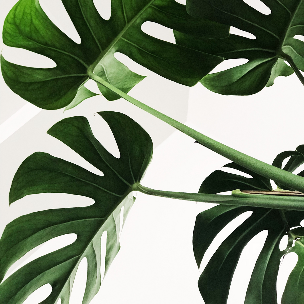 Monstera