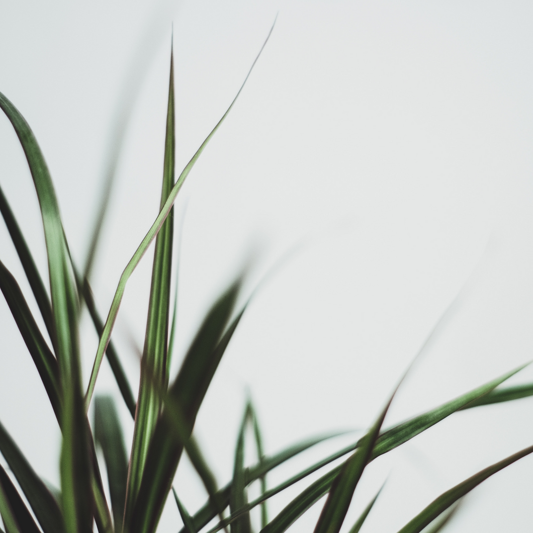 Donation Tiers — dracaena